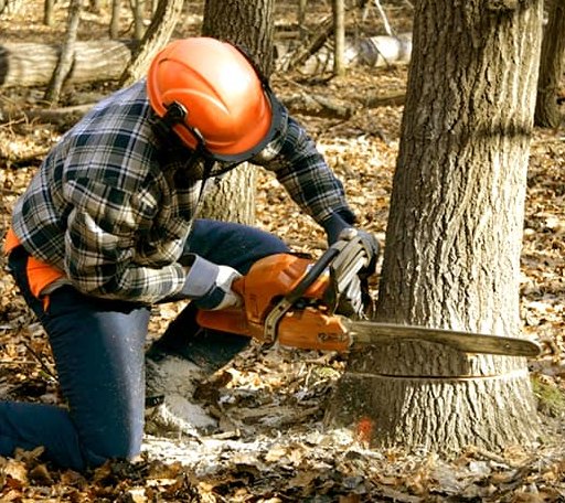 Tree Removal in Alborn, MN